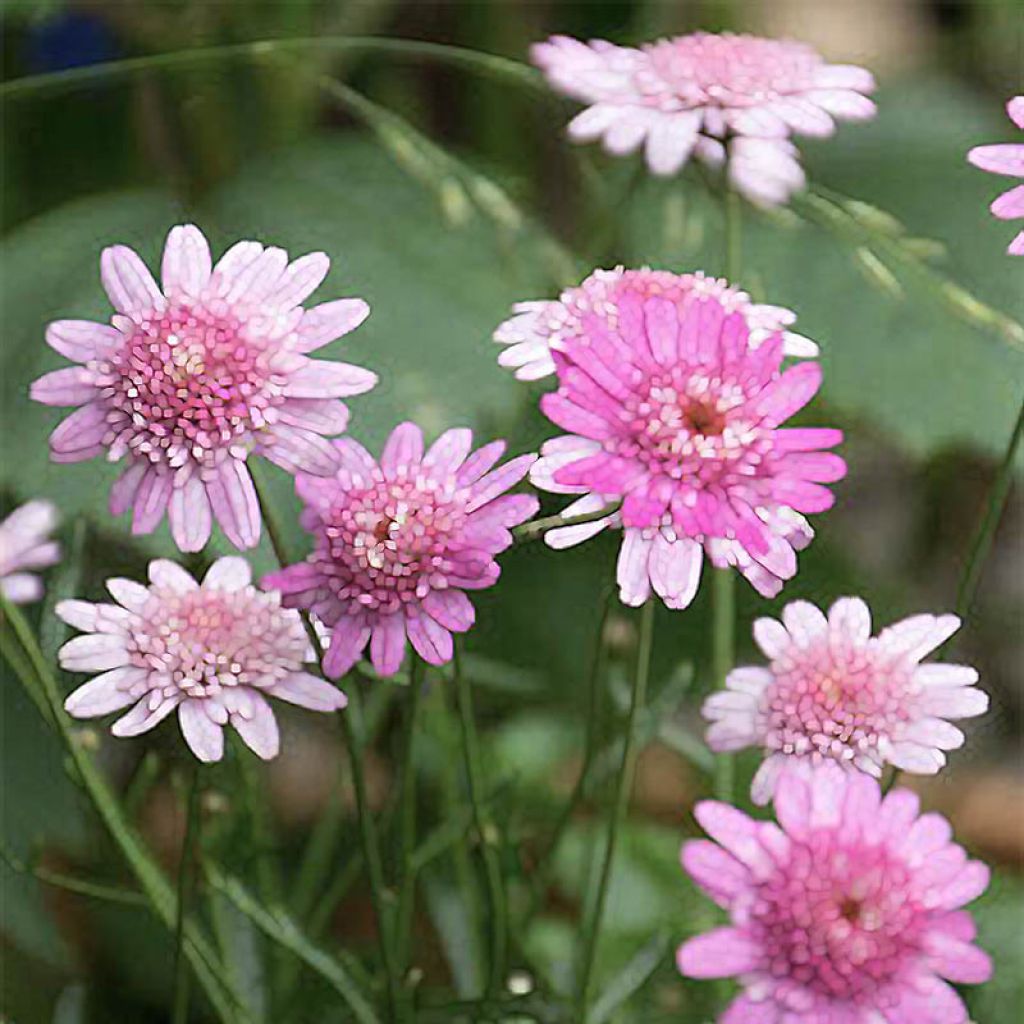 Kanarische Strauch-Margerite Vancouver - Argyranthemum