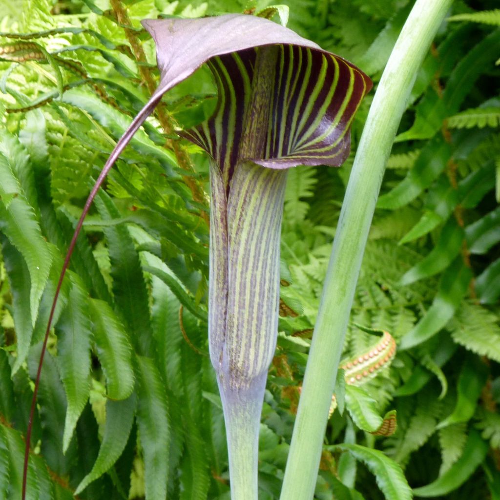 Arisaema consanguineum - Feuerkolben