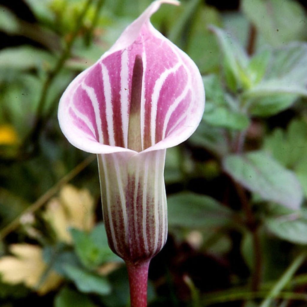 Arisaema candidissimum - Feuerkolben