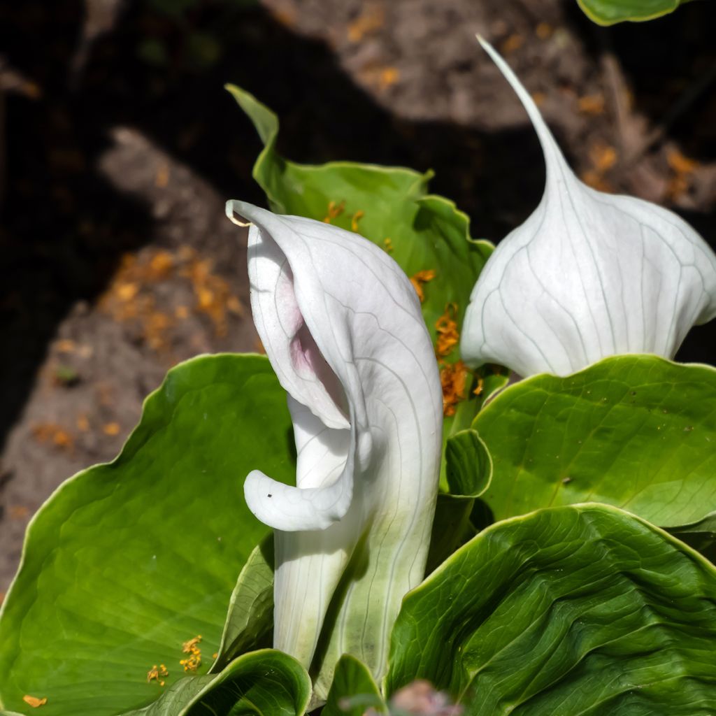 Arisaema candidissimum - Feuerkolben