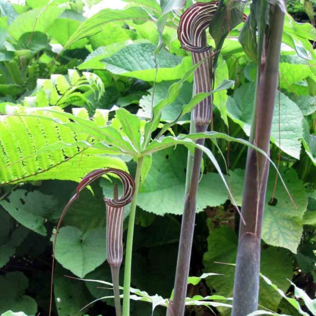 Arisaema ciliatum - Feuerkolben