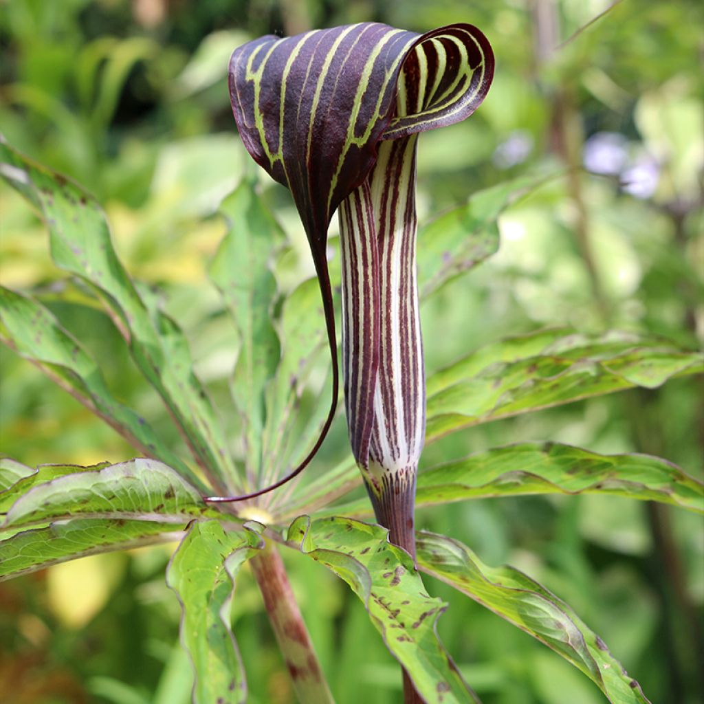 Arisaema consanguineum - Feuerkolben