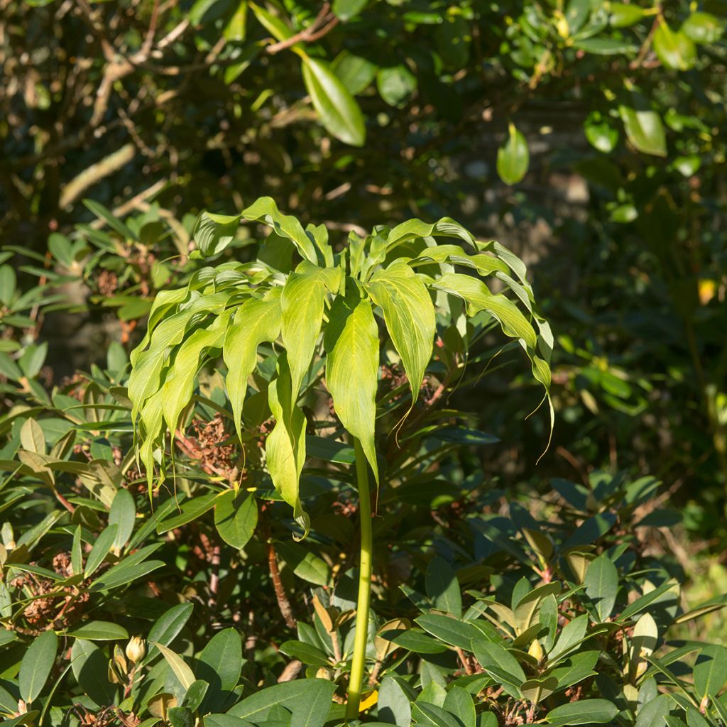 Arisaema consanguineum - Feuerkolben