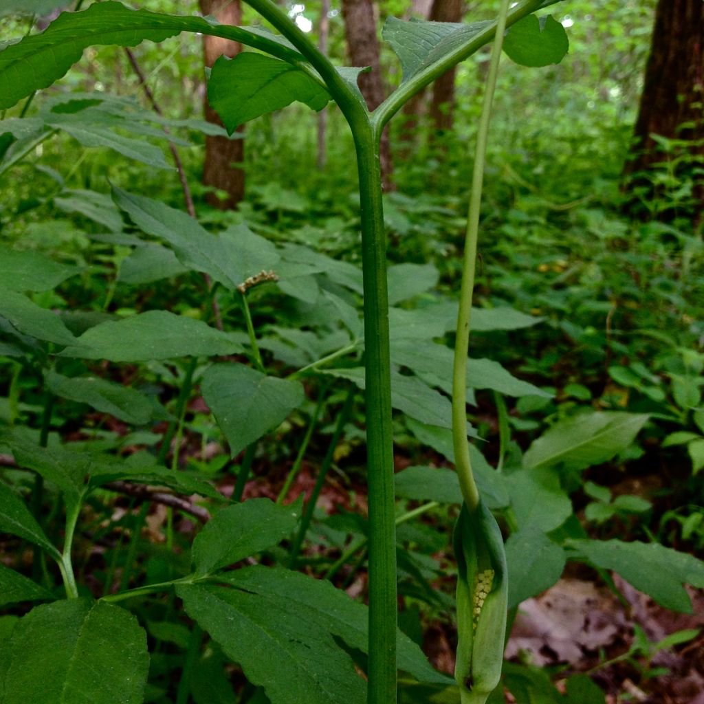 Arisaema dracontium - Feuerkolben