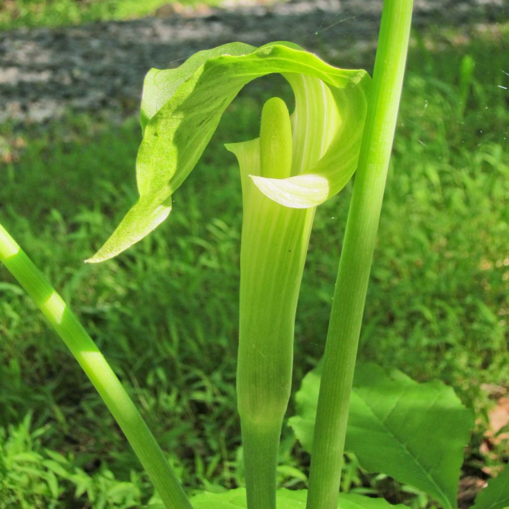 Arisaema erubescens - Feuerkolben