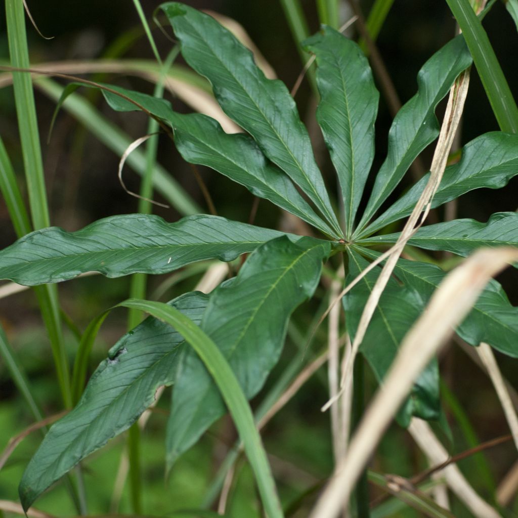 Arisaema erubescens