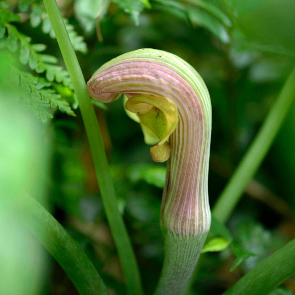 Arisaema erubescens - Feuerkolben