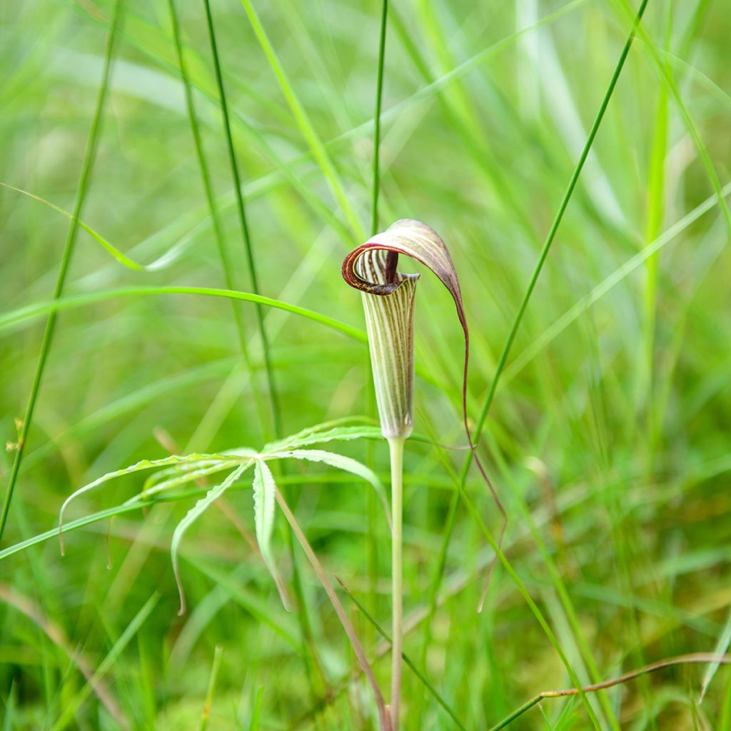 Arisaema erubescens - Feuerkolben