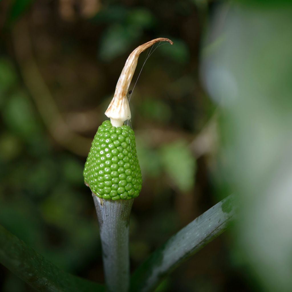 Arisaema erubescens - Feuerkolben