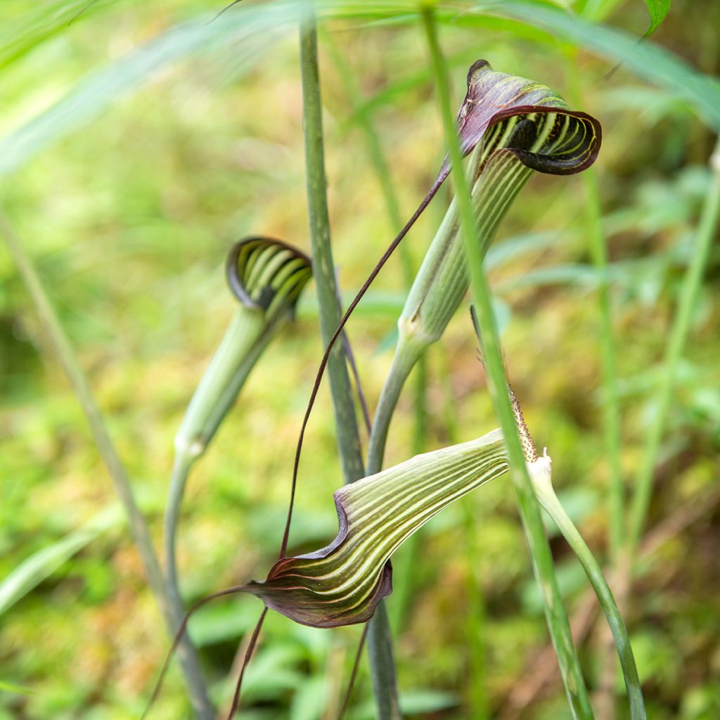 Arisaema erubescens - Feuerkolben