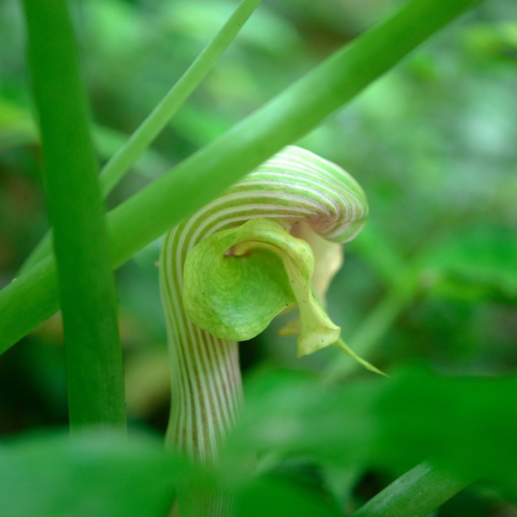 Arisaema erubescens - Feuerkolben