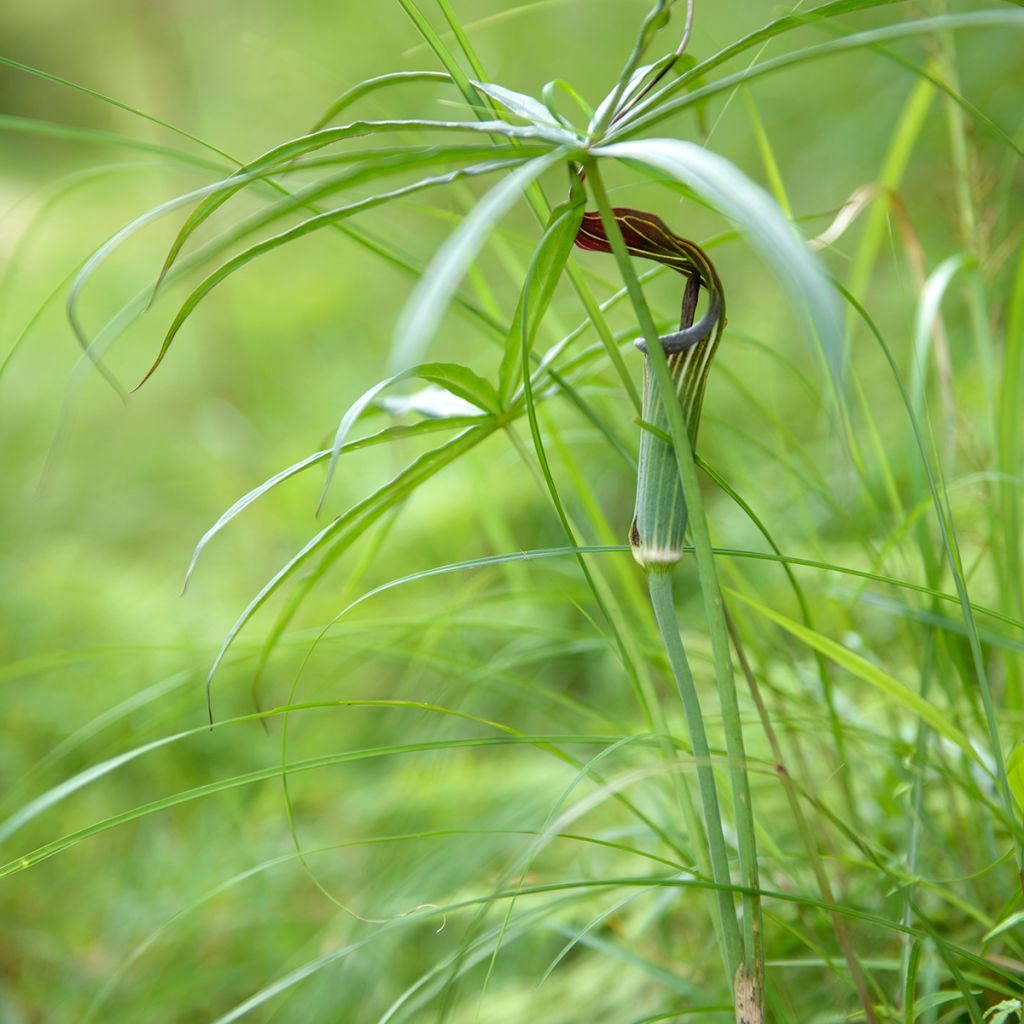 Arisaema erubescens - Feuerkolben