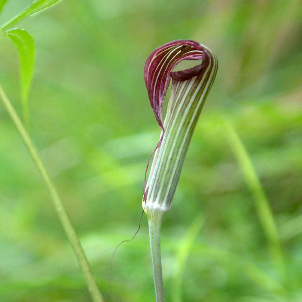 Arisaema erubescens - Feuerkolben