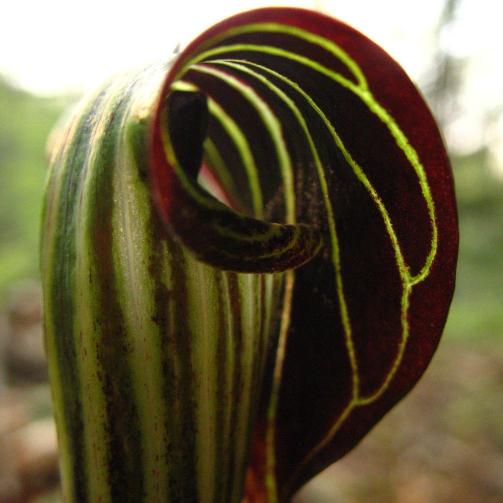 Arisaema griffithii - Feuerkolben