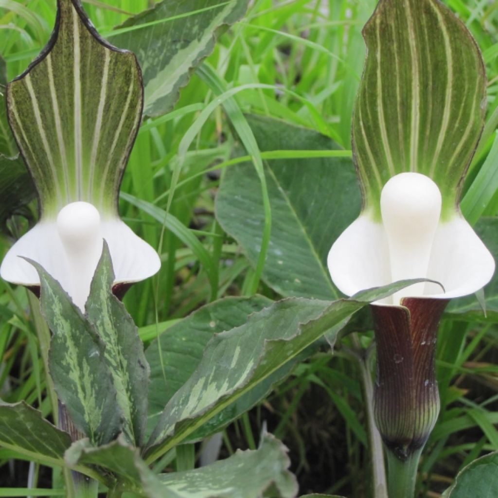 Arisaema sikokianum - Feuerkolben