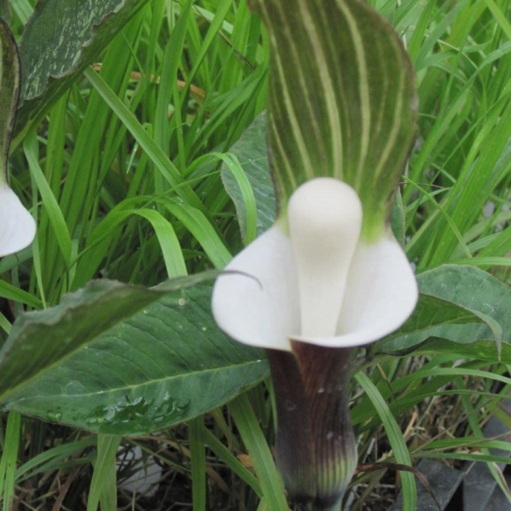 Arisaema sikokianum - Feuerkolben