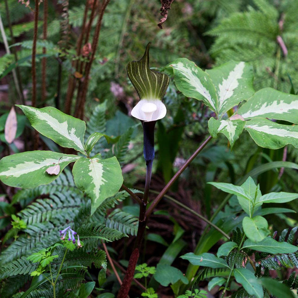 Arisaema sikokianum - Feuerkolben