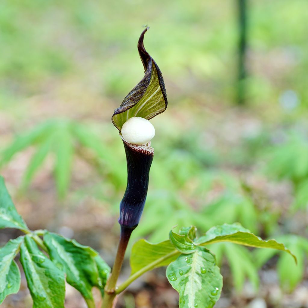 Arisaema sikokianum - Feuerkolben