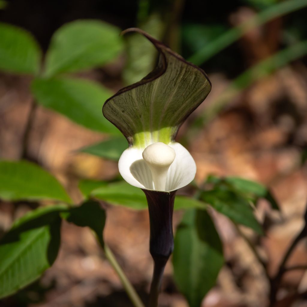 Arisaema sikokianum - Feuerkolben