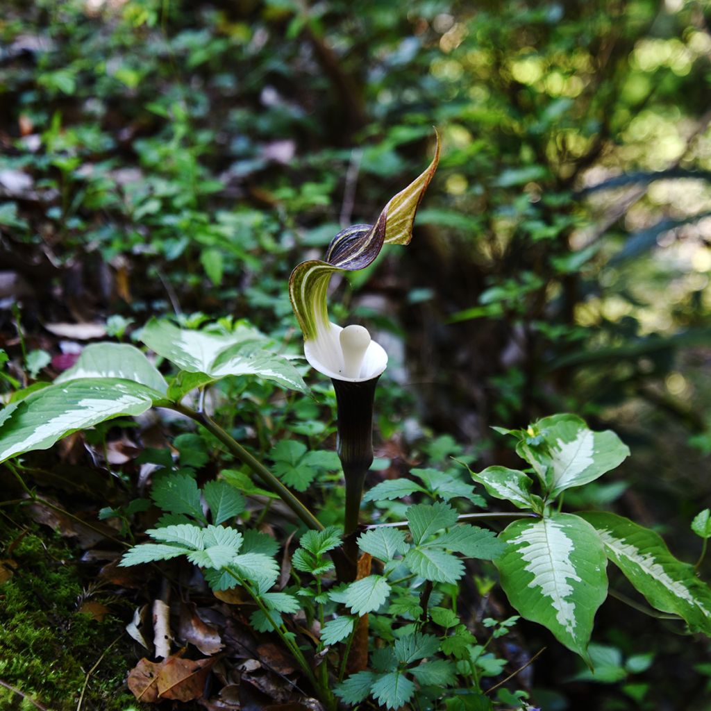 Arisaema sikokianum - Feuerkolben