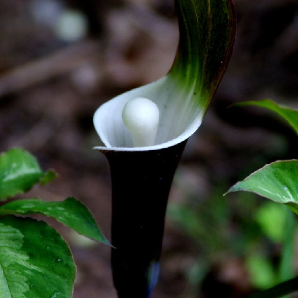 Arisaema sikokianum - Feuerkolben