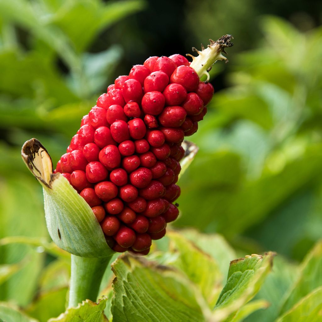 Arisaema tortuosum - Feuerkolben