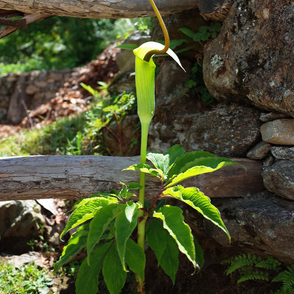 Arisaema tortuosum - Feuerkolben