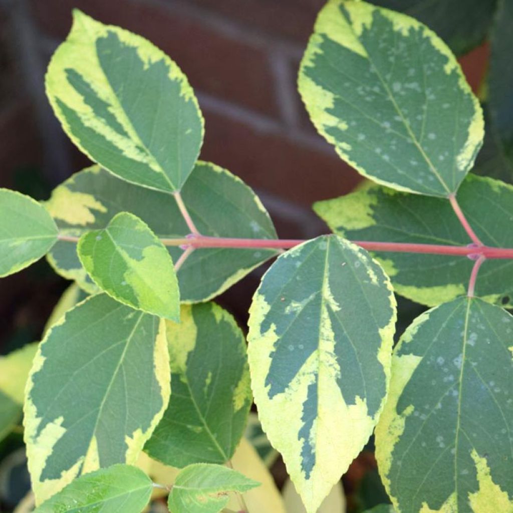 Aristotelia chilensis Variegata