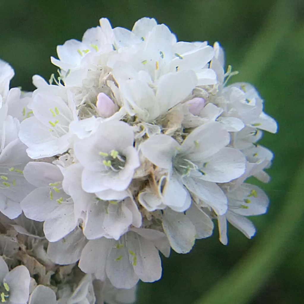 Gazon d'Espagne blanc, Armeria Maritima alba