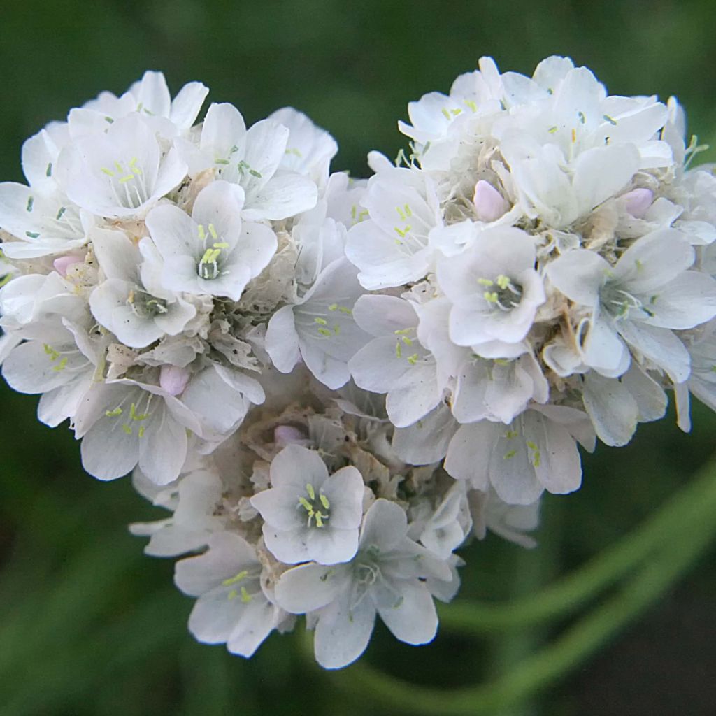 Armeria maritima Alba - Strand-Grasnelke