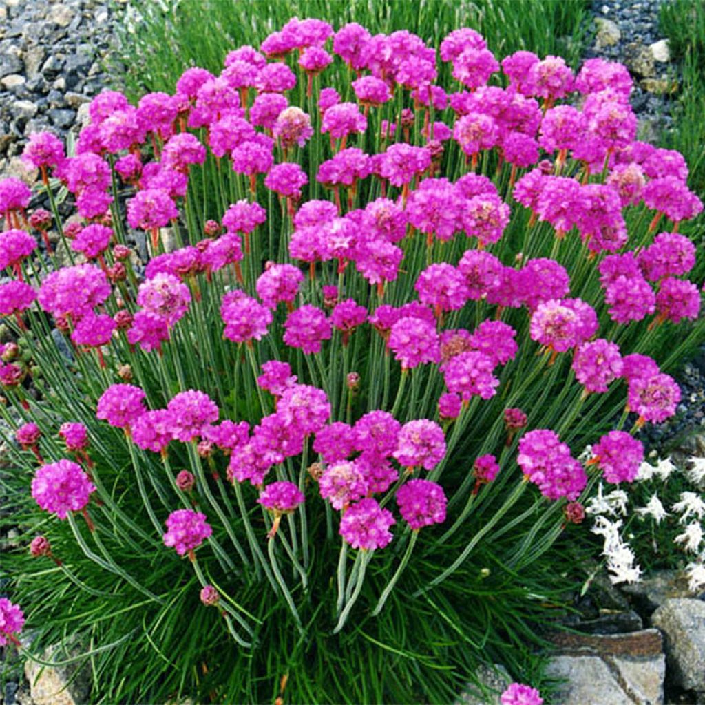 Armeria maritima Düsseldorfer Stolz - Strand-Grasnelke