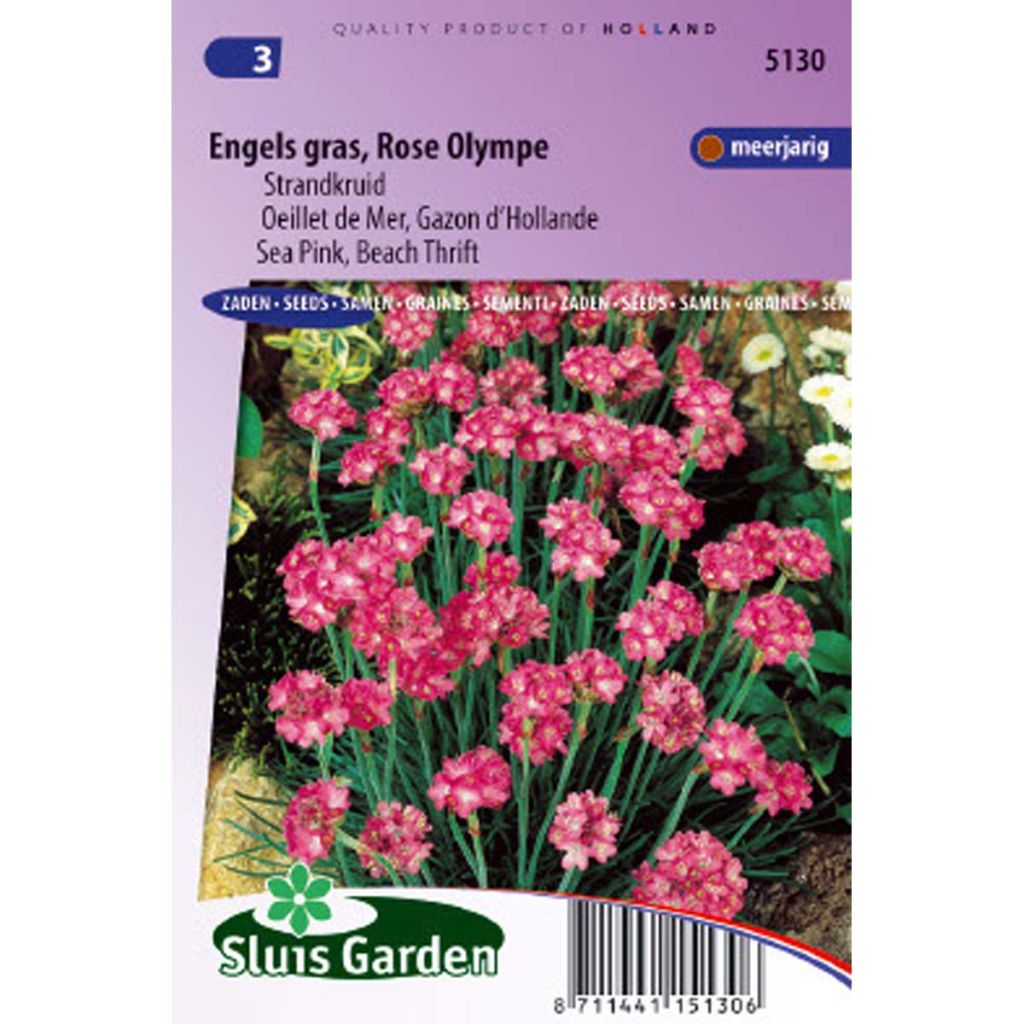 Armeria maritima Splendens (Samen) - Strand-Grasnelke