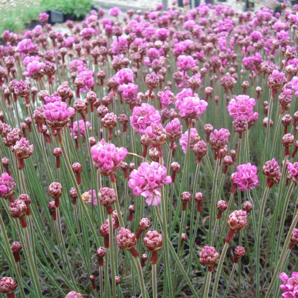 Armeria maritima Vesuvius - Strand-Grasnelke