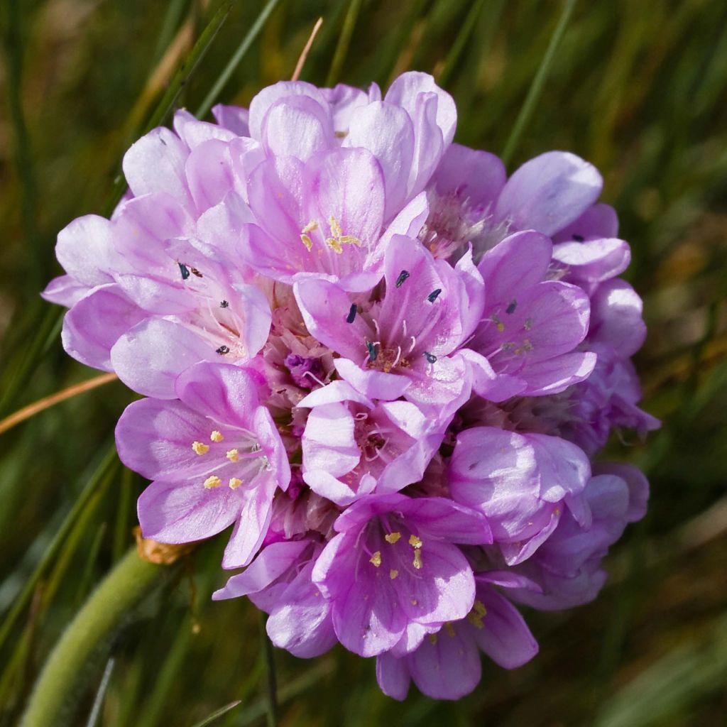 Armeria maritima Rosea - Strand-Grasnelke