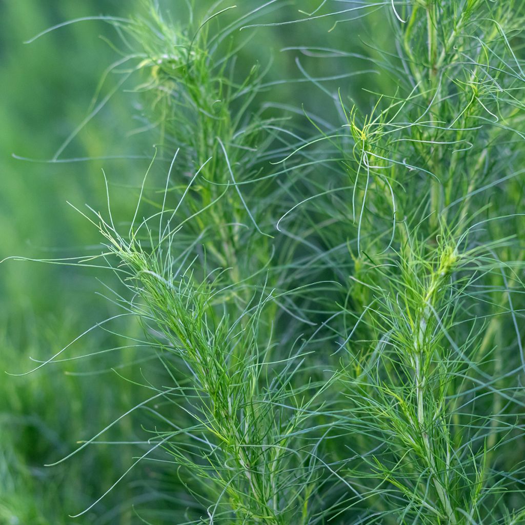 Chinesisches Moxakraut - Artemisia capillaris