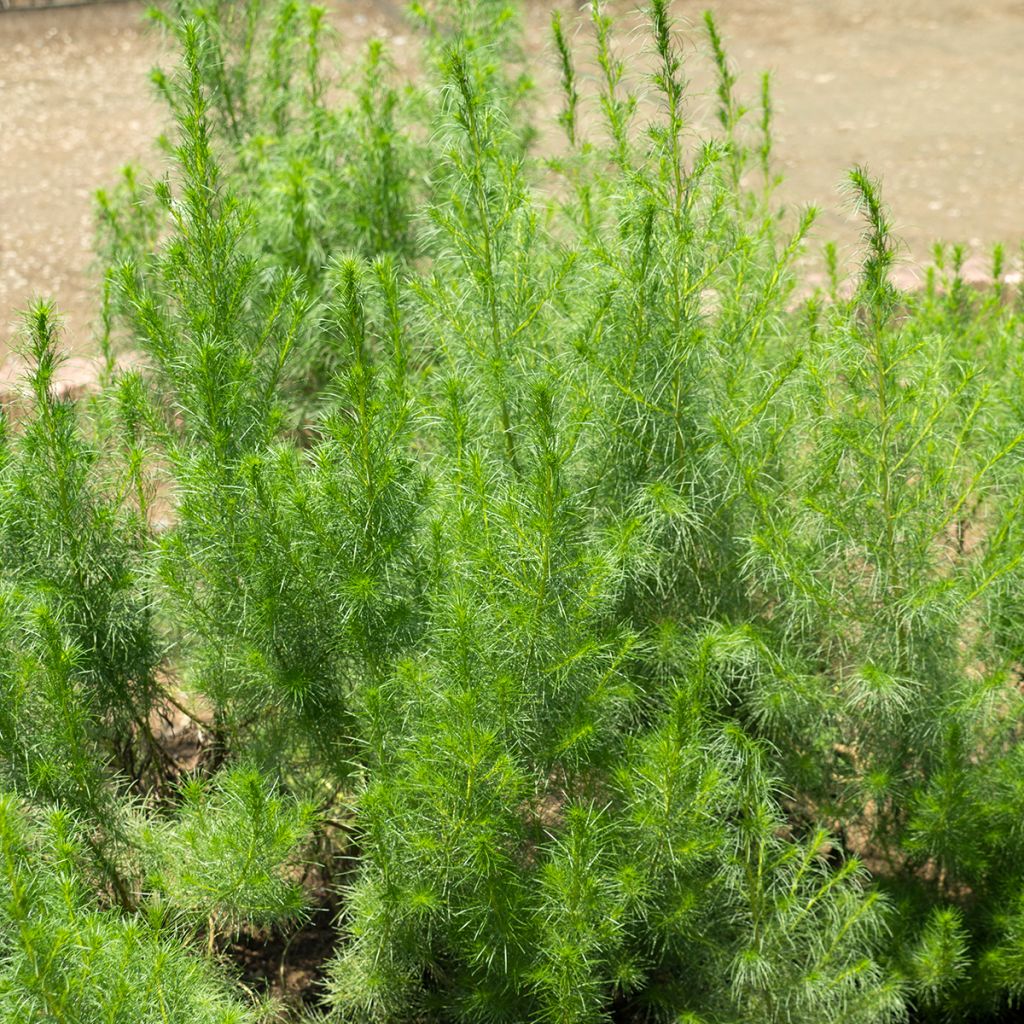 Chinesisches Moxakraut - Artemisia capillaris