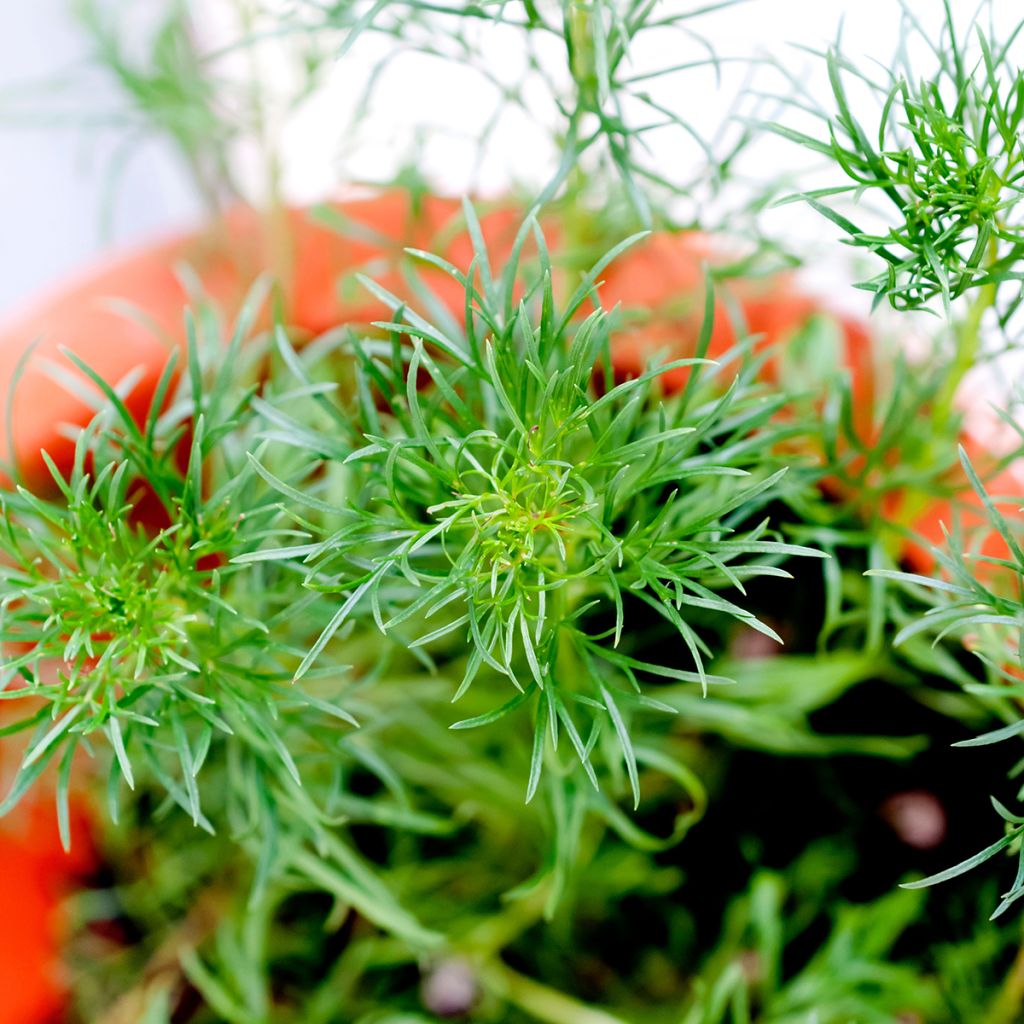 Chinesisches Moxakraut - Artemisia capillaris