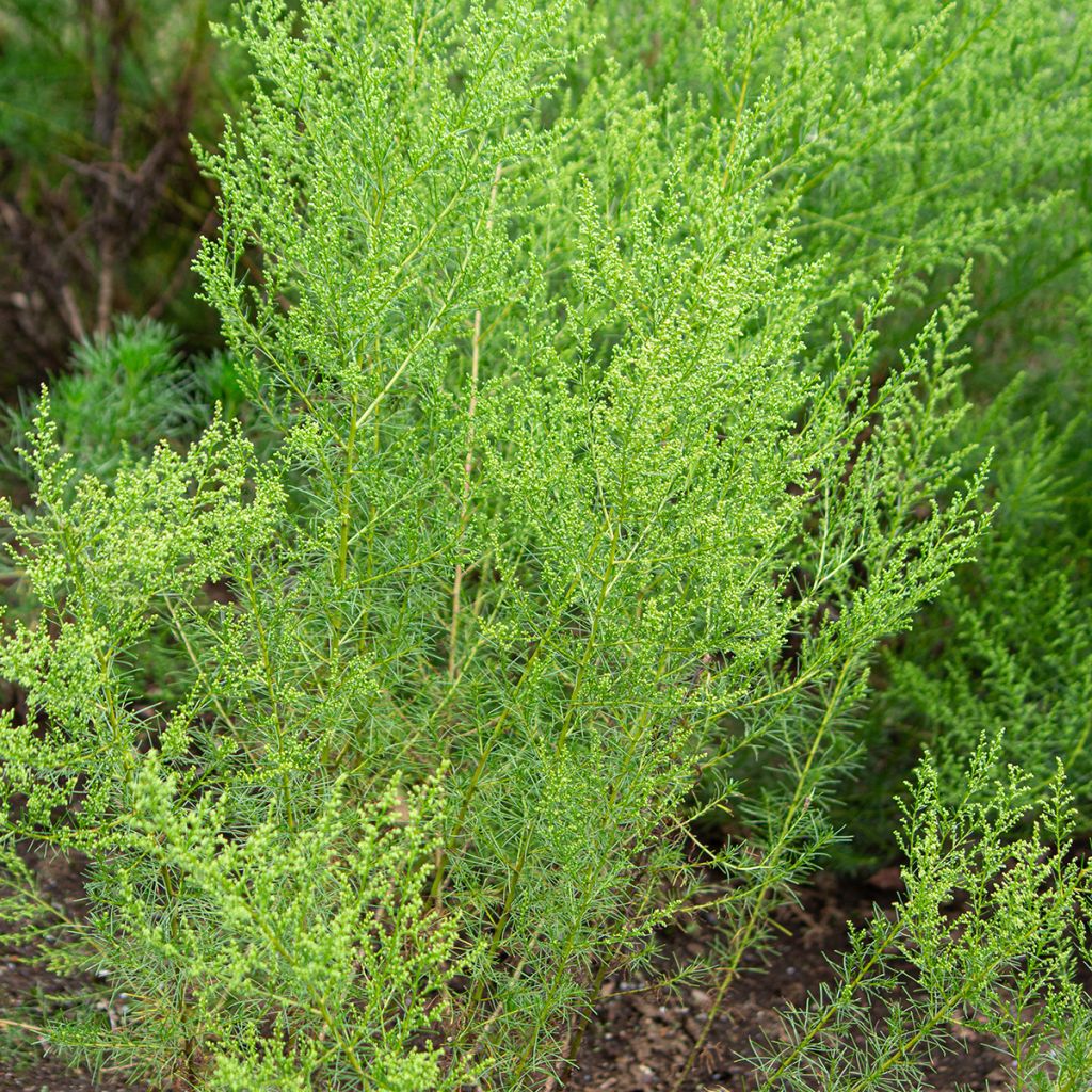 Chinesisches Moxakraut - Artemisia capillaris