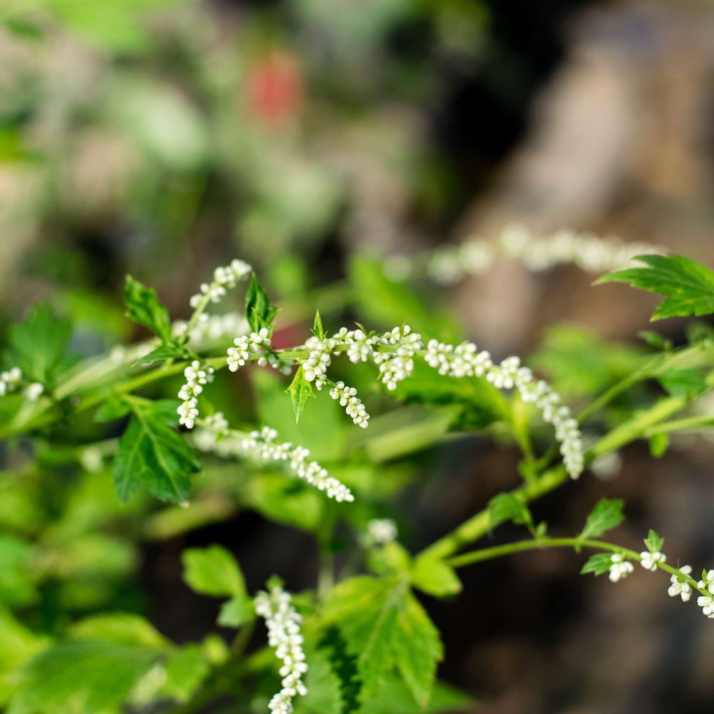 Weißblühender Beifuß - Artemisia lactiflora