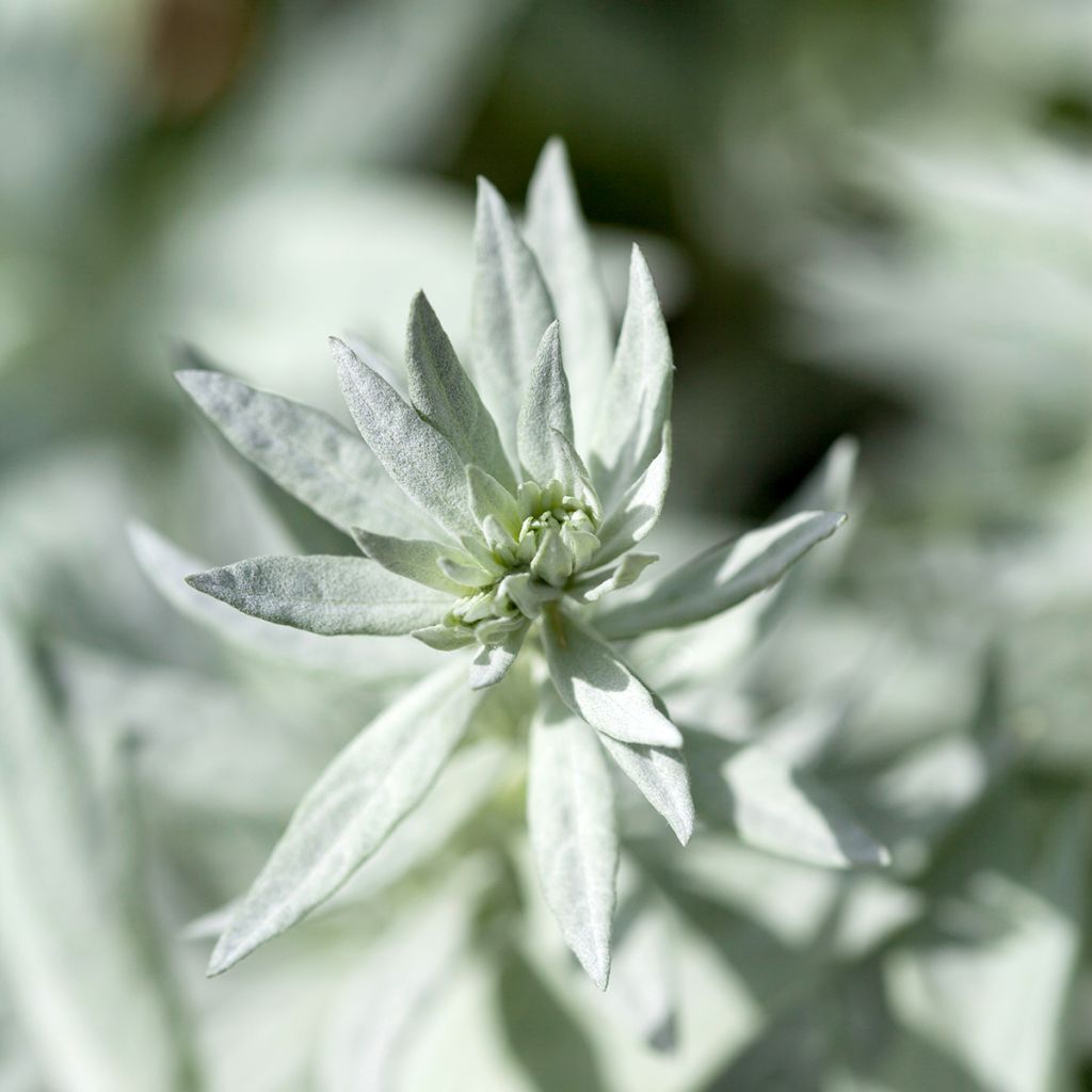 Silbriger Beifuß Silver Queen - Artemisia ludoviciana