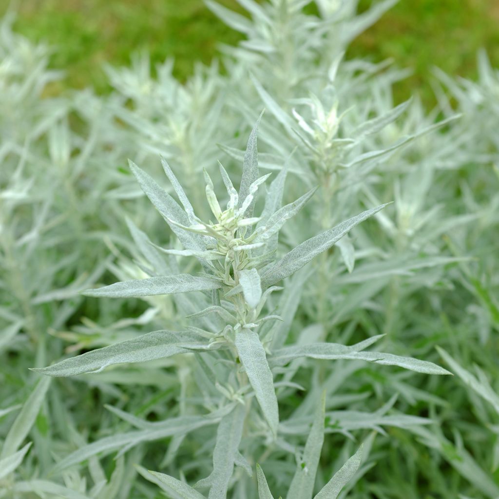 Silbriger Beifuß Silver Queen - Artemisia ludoviciana