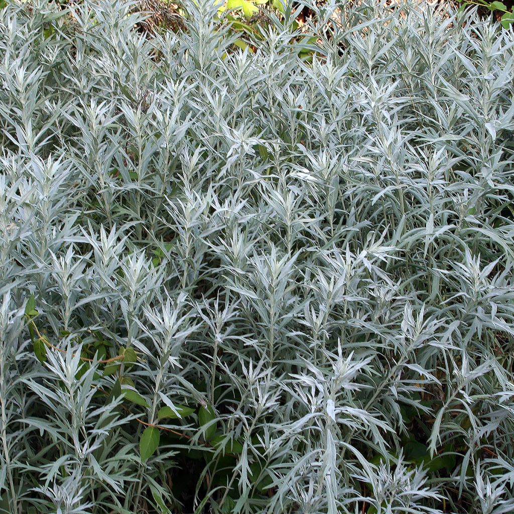 Silbriger Beifuß - Artemisia ludoviciana var. imcompta