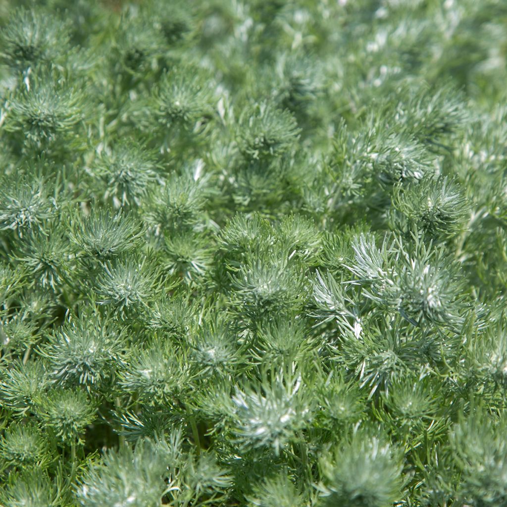 Zwerg-Silberraute Nana - Artemisia stelleriana