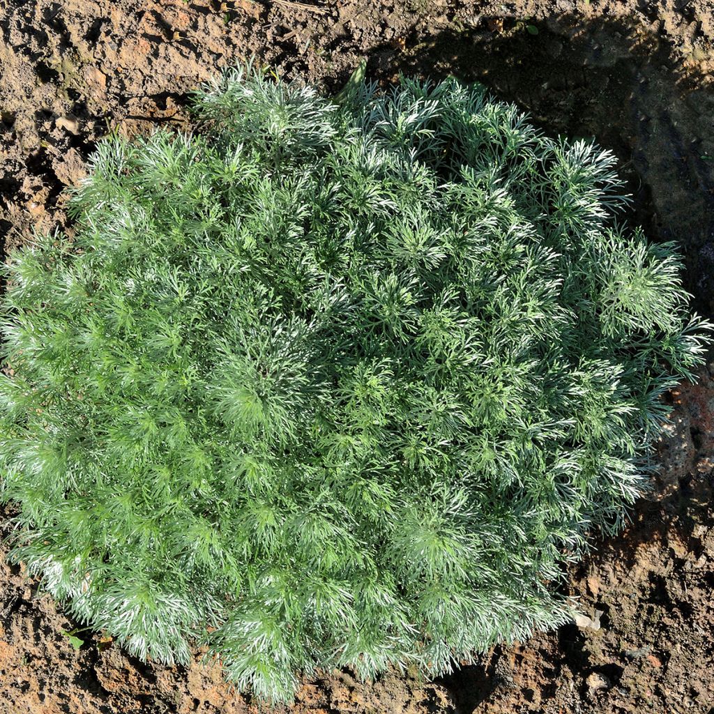 Zwerg-Silberraute Nana - Artemisia stelleriana