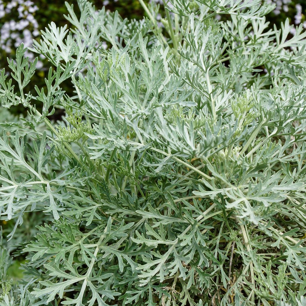 Strauch-Beifuß Powis Castle - Artemisia arborescens