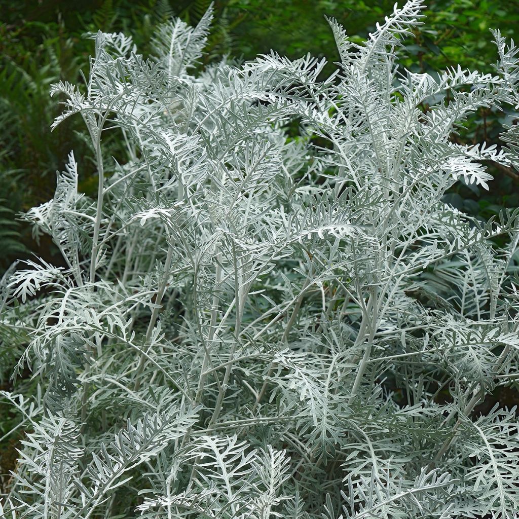 Strauch-Beifuß Powis Castle - Artemisia arborescens