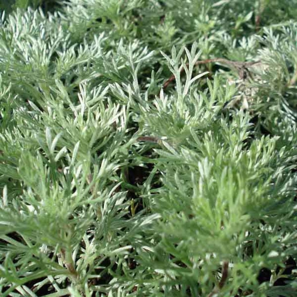 Zwerg-Silberraute Nana - Artemisia stelleriana