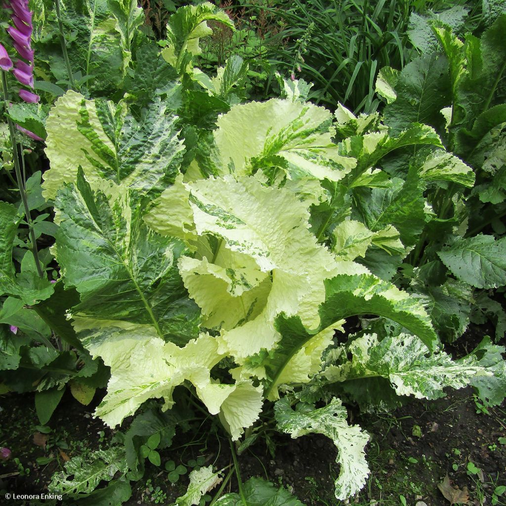 Meerrettich Variegata - Armoracia rusticana