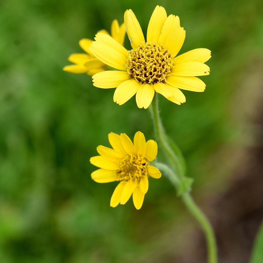 Amerikanische Bergarnika - Arnica chamissonis