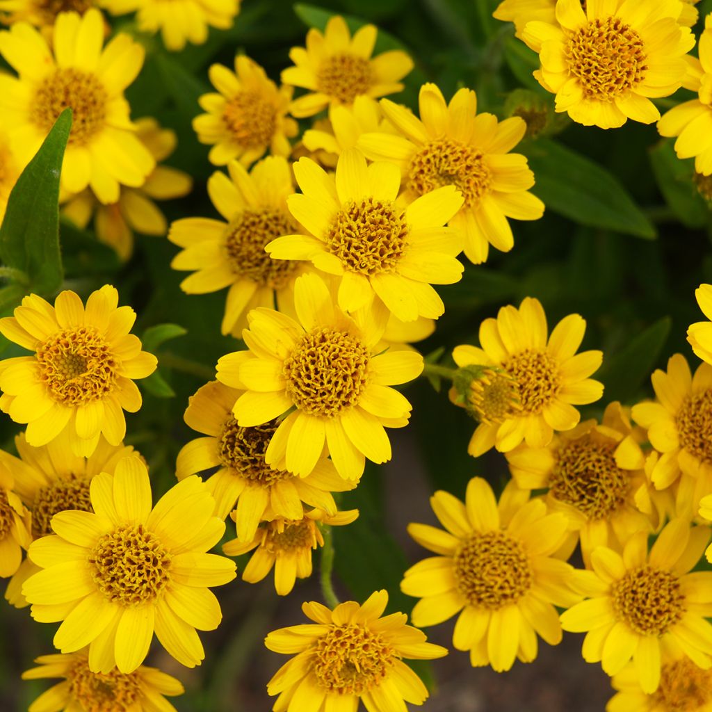 Amerikanische Bergarnika - Arnica chamissonis